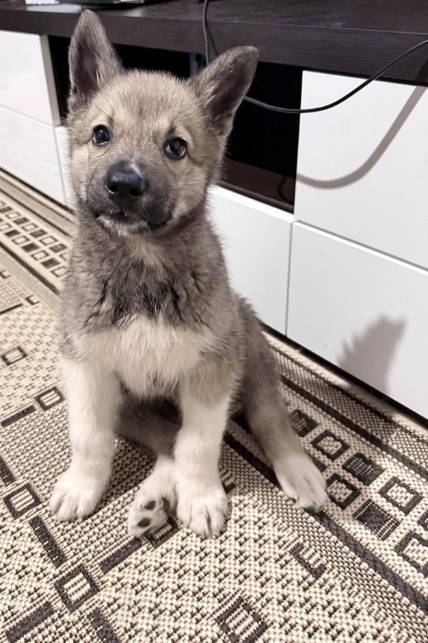 Очаровательные щенки мечтают обрести любящую семью