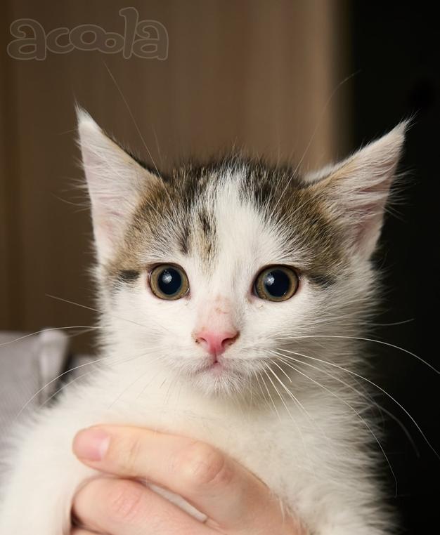 Отдам котят в хорошие руки