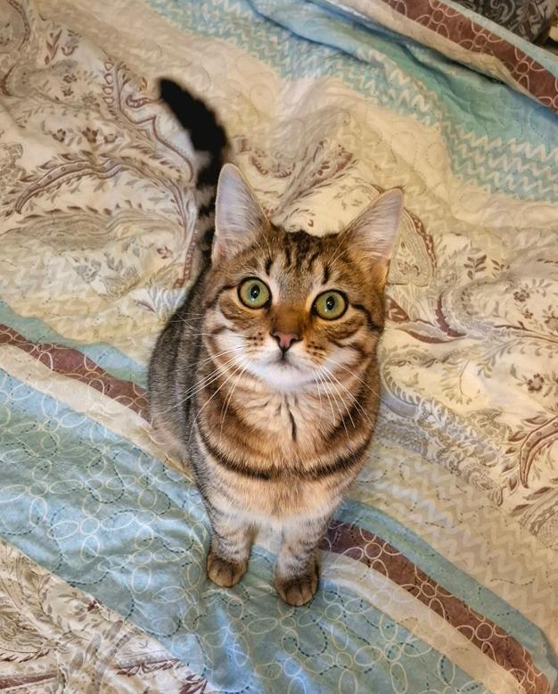 Полосатая Куклёна ищет дом