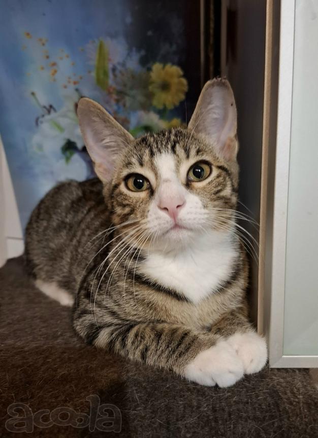 Полосатая красавица Клео ищет родной дом