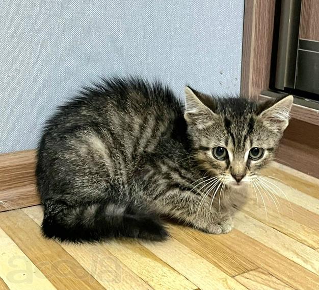 Полосатый мальчишка ищет родной дом