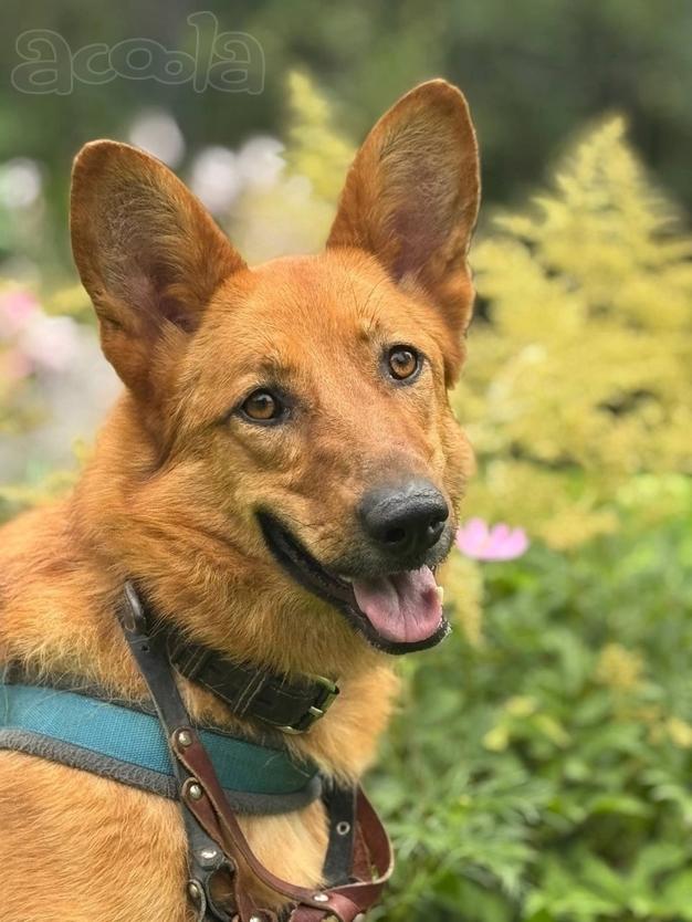 Рыжая и улыбчивая Лекса в поисках дома