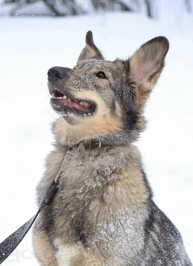 Тильда ищет дом!