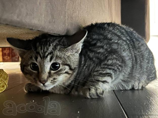 Трое замечательных котят и мама-кошка в добрые руки