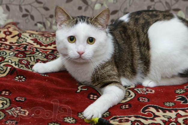 Очень нужен дом замечательному котику Малышу