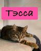 Ищет дом очаровательная кошечка Тэсса
