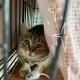 Кошечка Сима в добрые руки