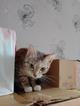Кошечке Даниэлле срочно нужен новый дом