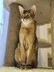 Котик Лось в добрые руки