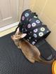 Котик Лось в добрые руки
