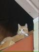 Котик Персик ищет дом
