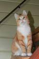 Котик Персик ищет дом