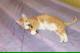 Котик Персик ищет дом