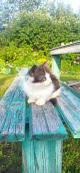 Маленький котёнок Тëма ищет дом