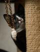 Отдам даром котенка Мушку