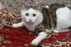 Очень нужен дом замечательному котику Малышу