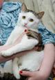 Очень нужен дом замечательному котику Малышу