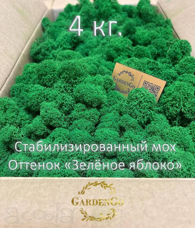 Мох стабилизированный в спб. Ягель альпийский