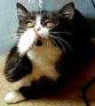 Котенок в добрые руки