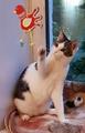 Котенок Антошка в добрые руки