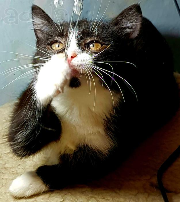 Котенок в добрые руки