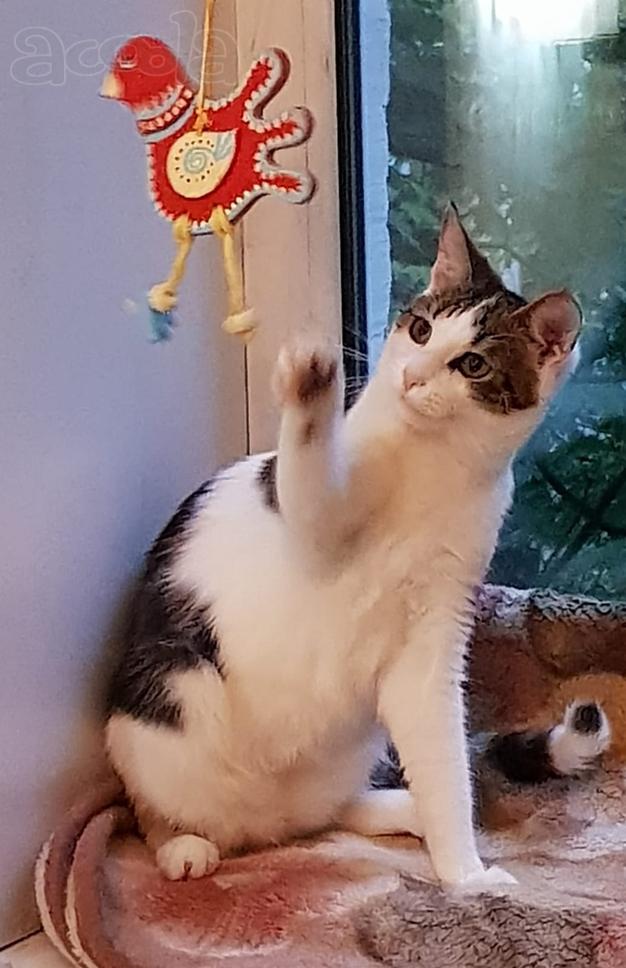Котенок Антошка в добрые руки