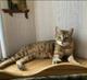 Красавица кошка ищет дом