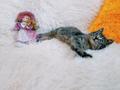 Ручной котенок 1,5мес