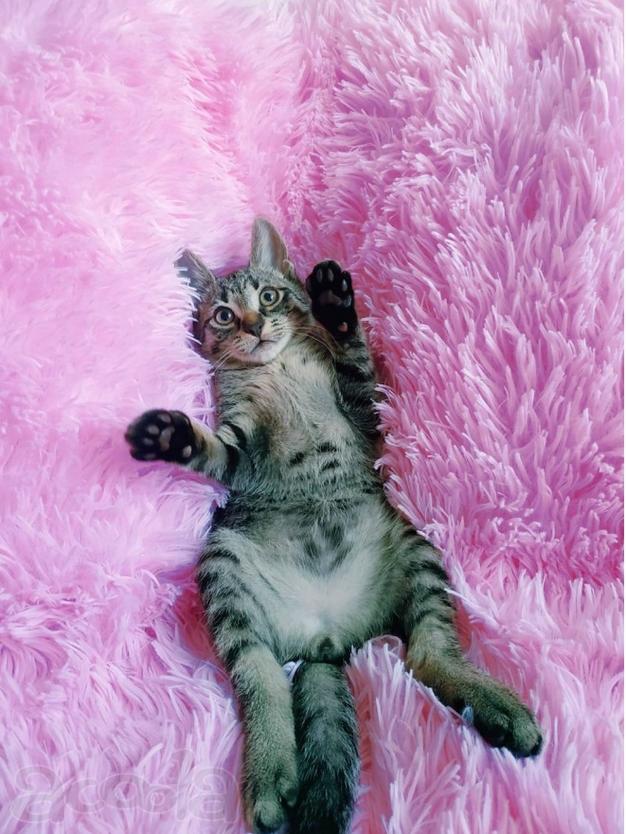 Мимишный серый котенок 2 мес