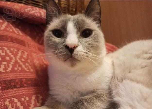 Тайский бобтейл