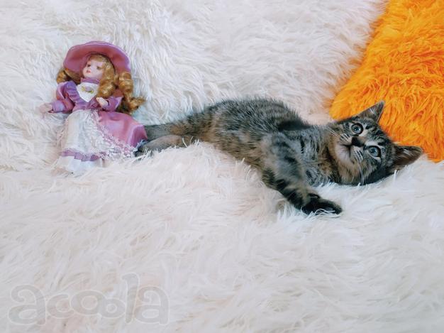 Ручной котенок 1,5мес