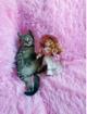 Мимишный серый котенок 2 мес