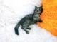 Ручной котенок 1,5мес