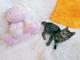 Ручной котенок 1,5мес