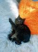 Ручной котенок 1,5мес