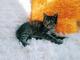 Ручной котенок 1,5мес