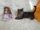Ручной котенок 1,5мес