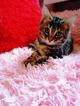 Котенок американской длинношерстной 2,5мес, бесплатно