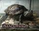 Черепахи в добрые руки.