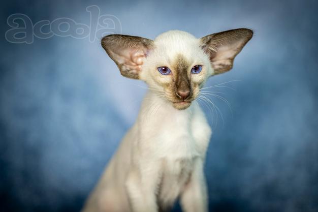 Сиамские Ориентальные высокопородные котята